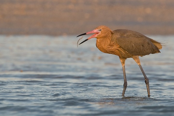 Rtelreiher Egretta rufescens Reddish Egret